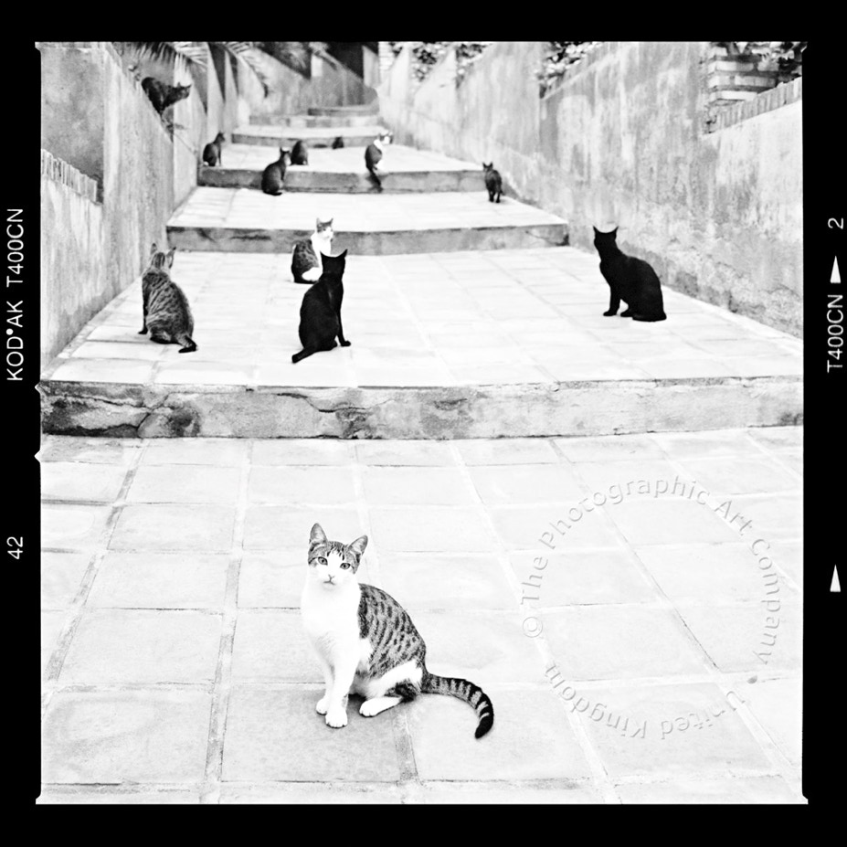 documentary photography  Encounters, Cats on steps