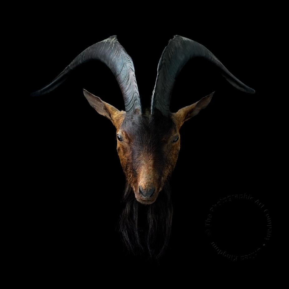 artefacts photography  Rams Head